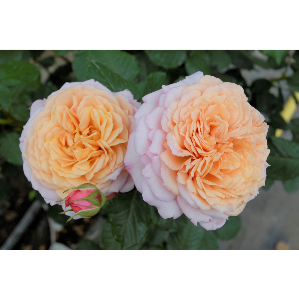 Rosier Château de Canon® 'Eveweelo', fleuri : pot 5L