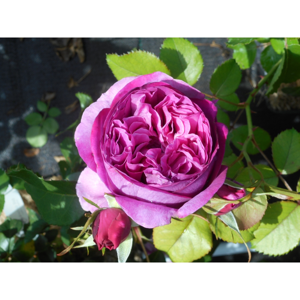 Rosier Château de Maintenon® 'Eveliblue', fleuri : pot 5L