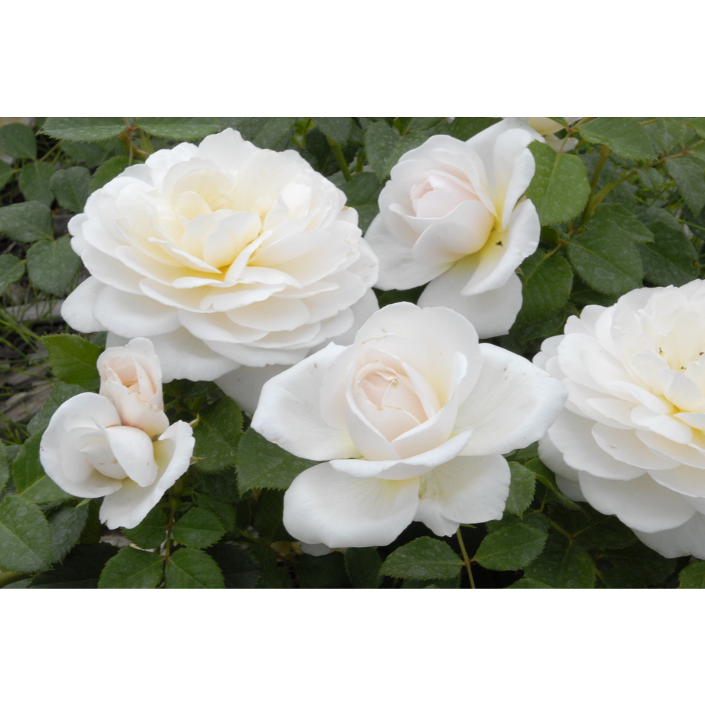 Rosier Madame® 'Evevilady', fleuri : pot 5L