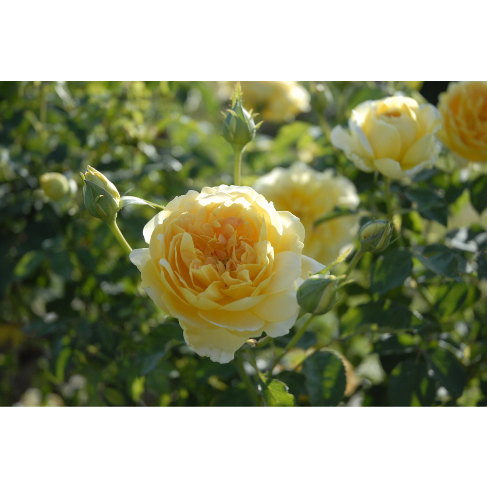 Rosier Molineux® 'Ausmol', fleuri : pot 5L