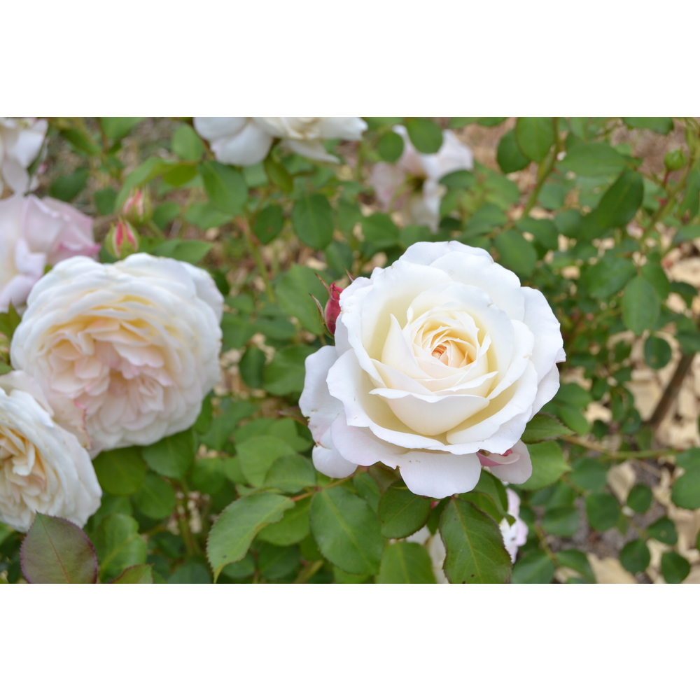 Rosier Toul Cathédrale® 'Evecicot', fleuri : pot 5L