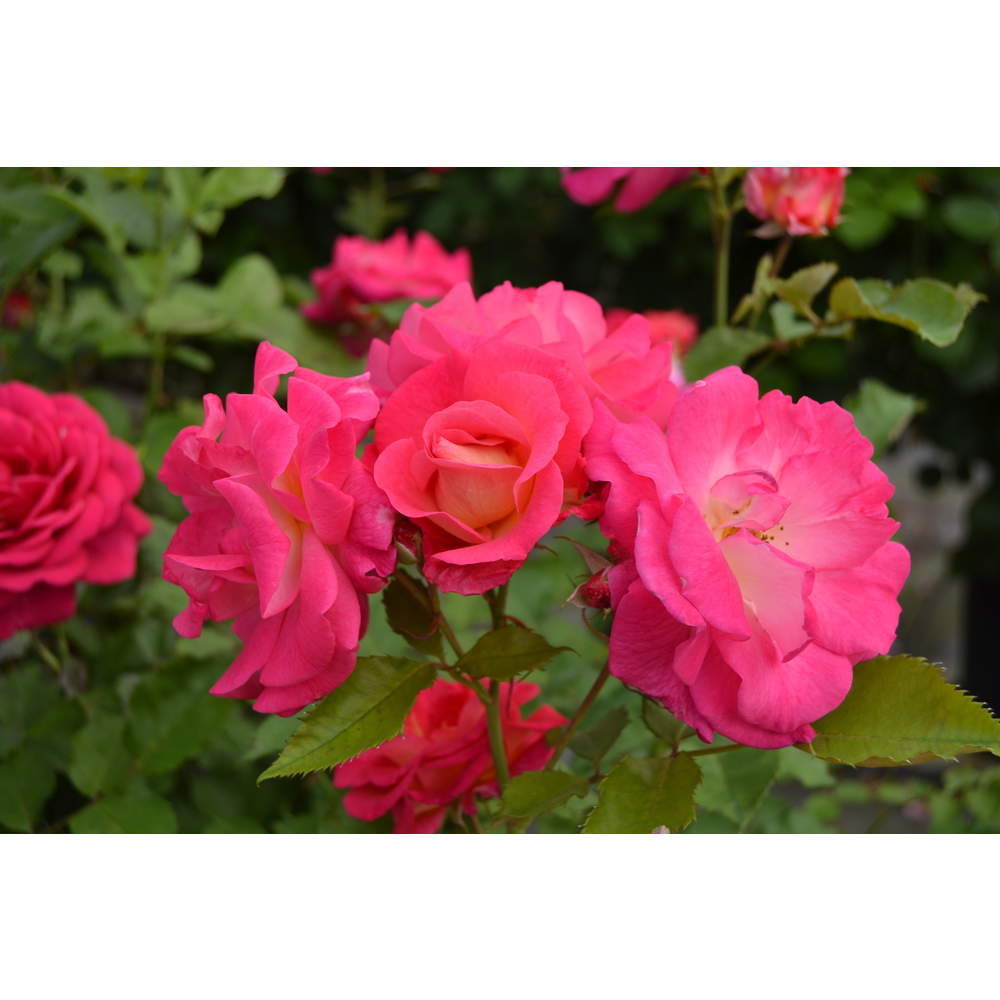 Rosier Ville de Courbevoie® 'Evegrific', fleuri : pot 5L