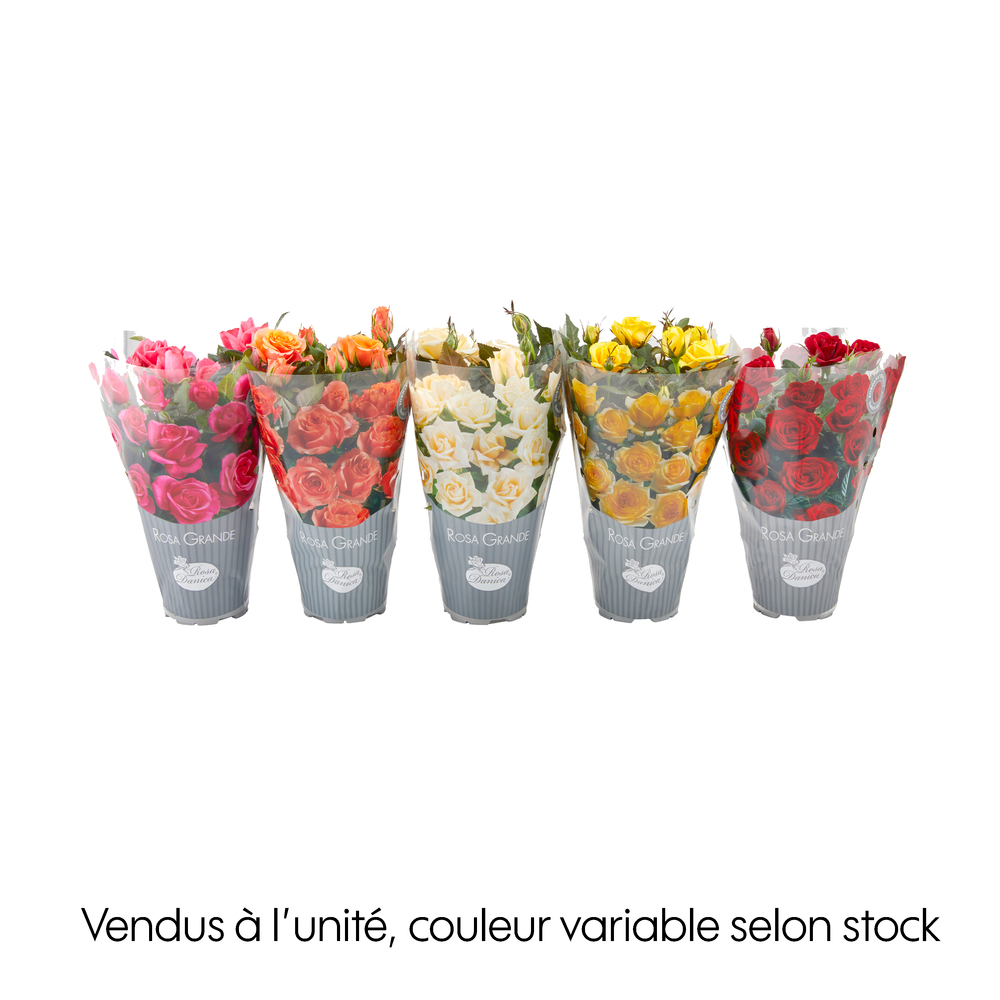 Rosier Grande Danica® - Pot 0,5L