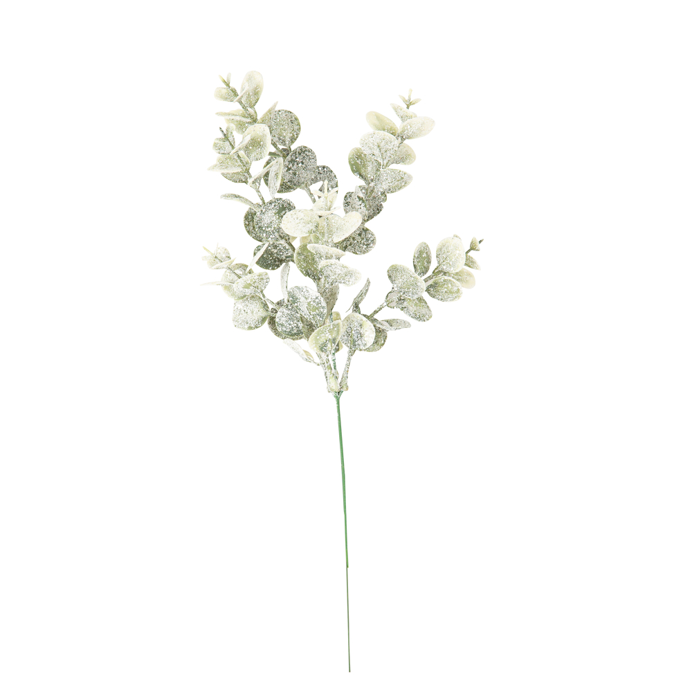 Branche d'eucalyptus enneigé