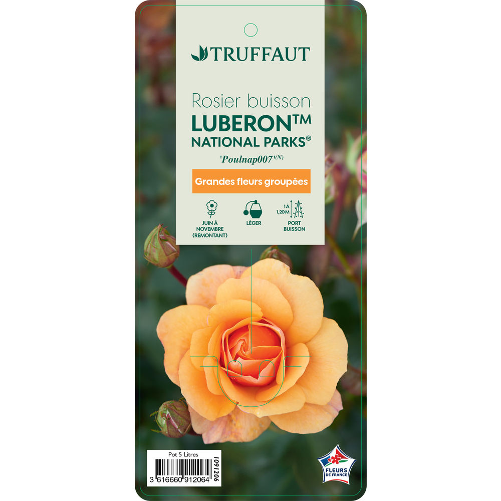Rosier Collection National Parks® 'Luberon™' : pot 5L