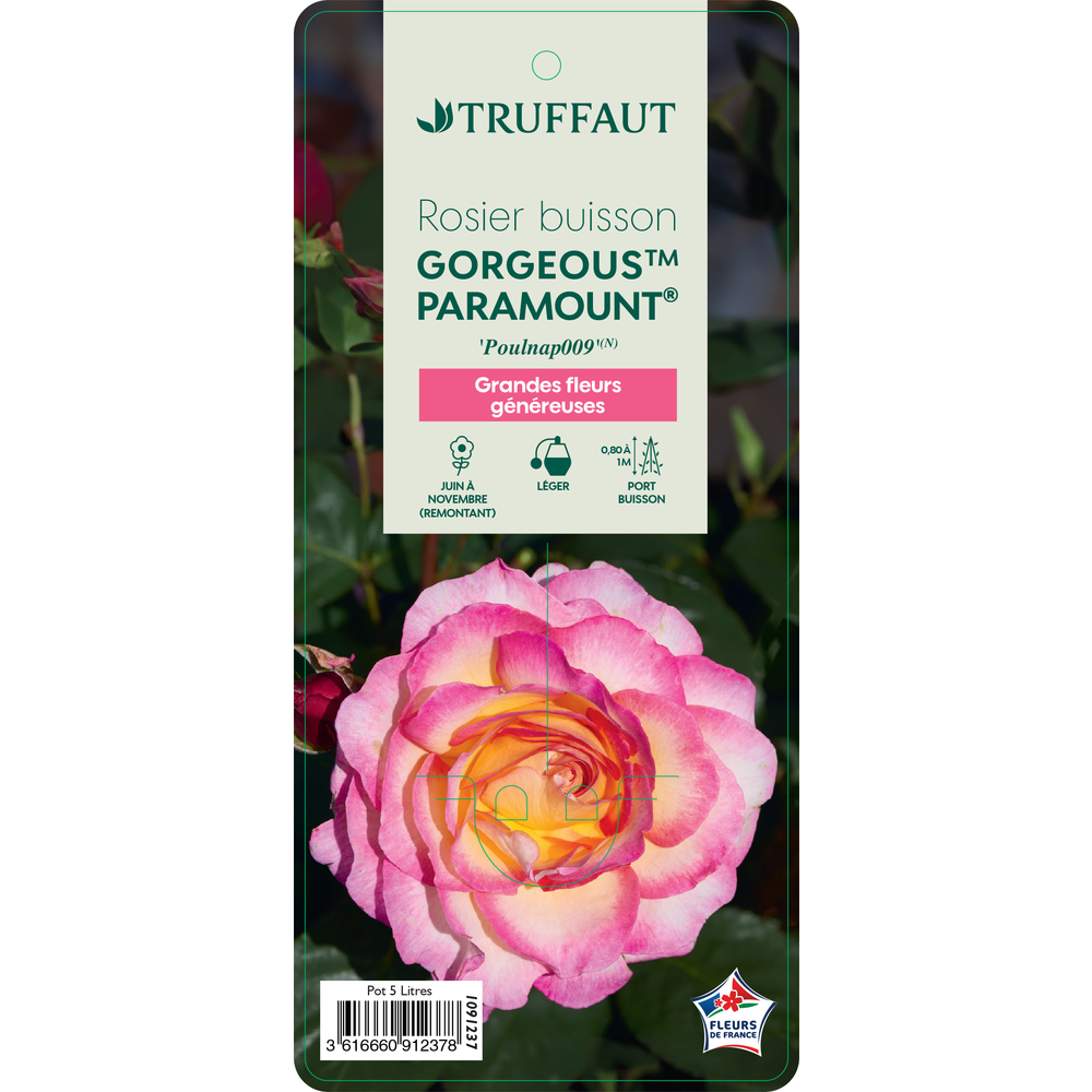 Rosier arbustif Gorgeous®'Poulpmt009' : pot 5L