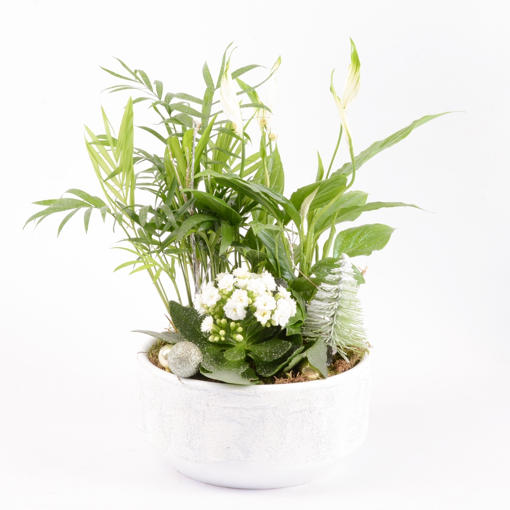 Composition fleurie - 3 plantes - D 21cm