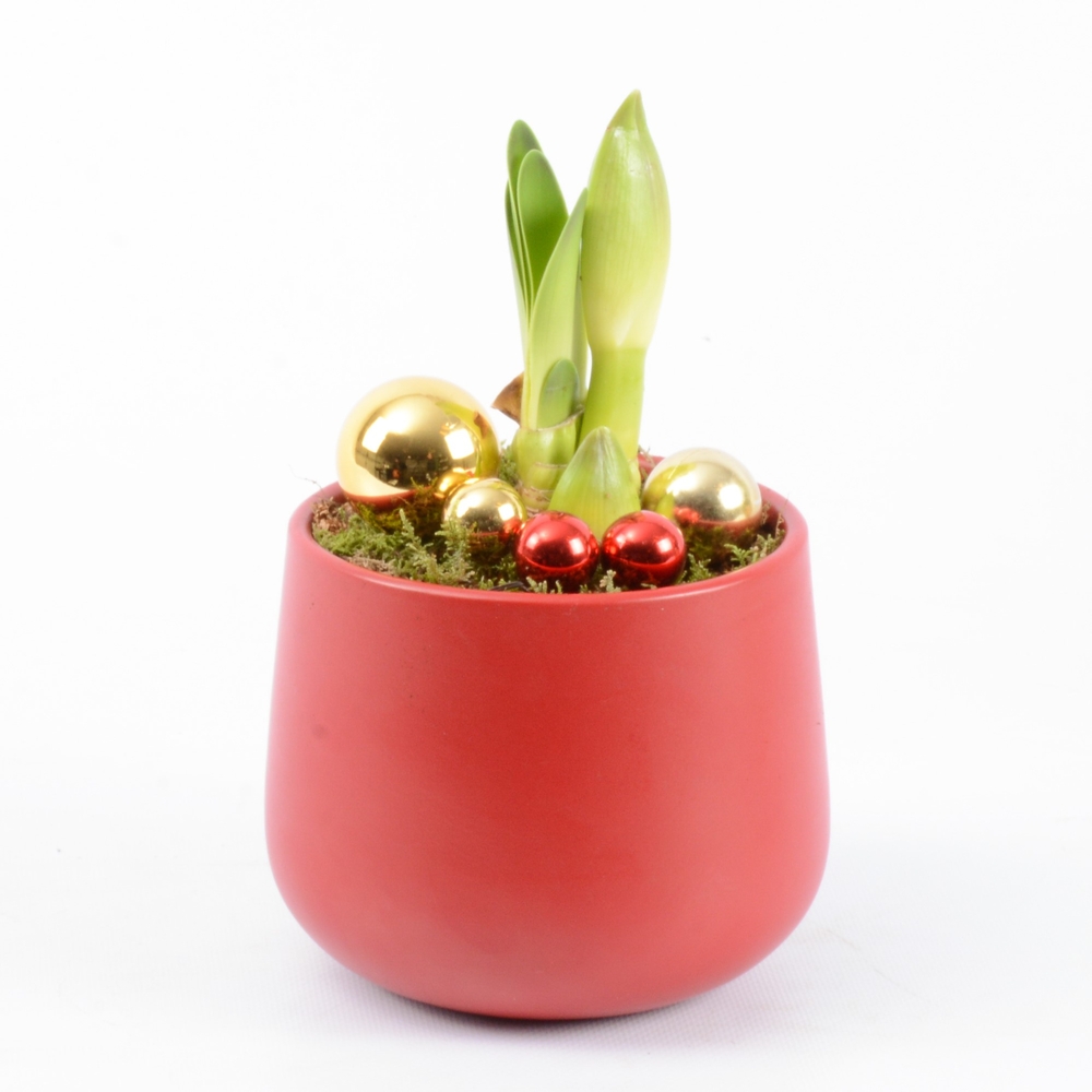 Amaryllis rouge - Pot D.13cm