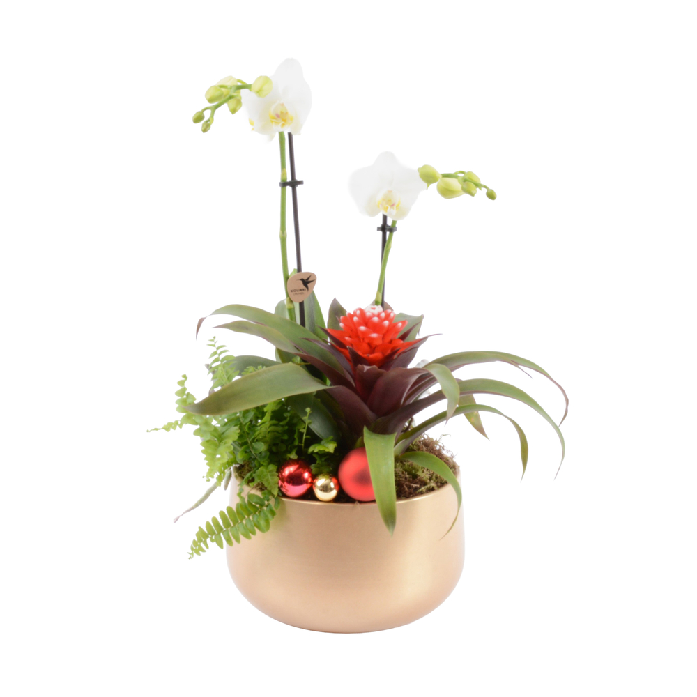 Composition 3 plantes - Phalaenopsis 2 tiges + Broméliacées - D 20cm