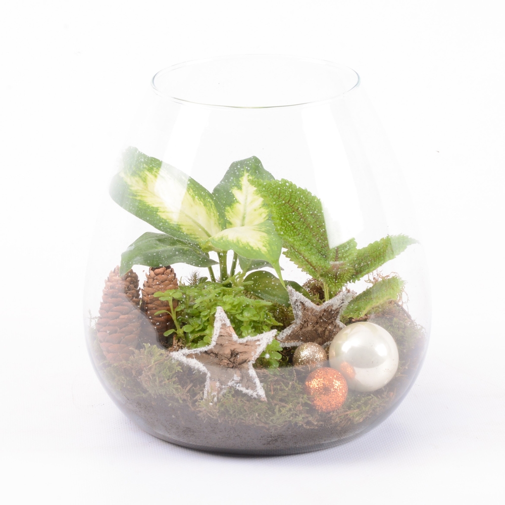 Terrarium Bambino - 3 plantes - D 18cm