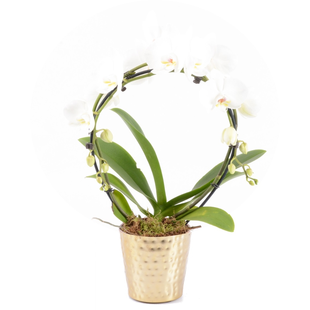 Phalaenopsis Arceau - 2 tiges - Pot D13cm - H55 cm