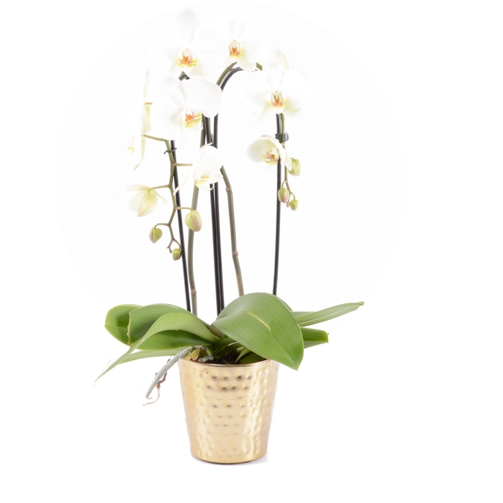 Phalaenopsis cascade- 2 tiges - Pot D 13cm - H 65cm