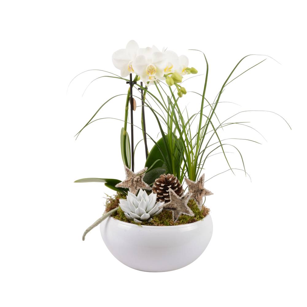 Composition cérémonie - 3 plantes - D 20cm