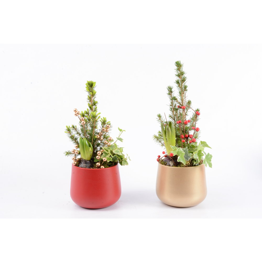 Jacinthe X3 avec Picea Tradition Déco D15cm