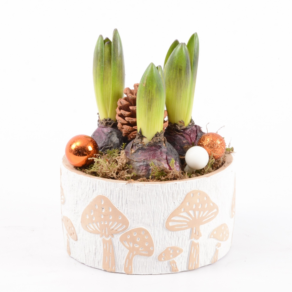 Jacinthe X3 Nature Déco D15 H21cm