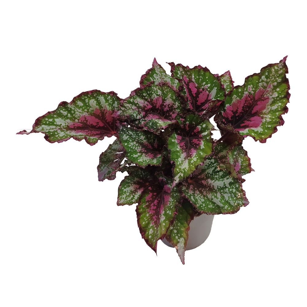 Begonia Rex - pot de D.12cm