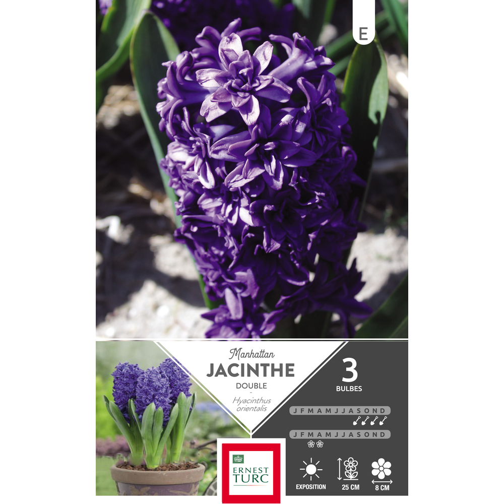 Bulbes de jacinthe 'Manhattan' fleurs de France calibre 15+ : x3
