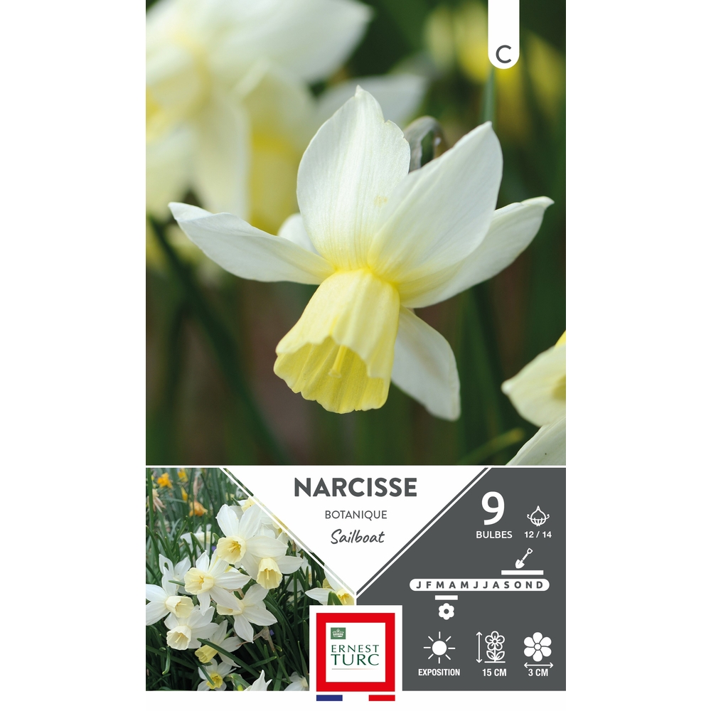 Narcisse botanique 'Sailboat', calibre 12/14 : x9 bulbes
