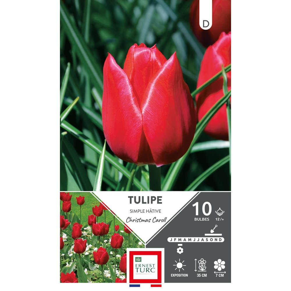 Tulipe simple 'Hâtive Christmas Caroll', calibre 12+ : x10 bulbes