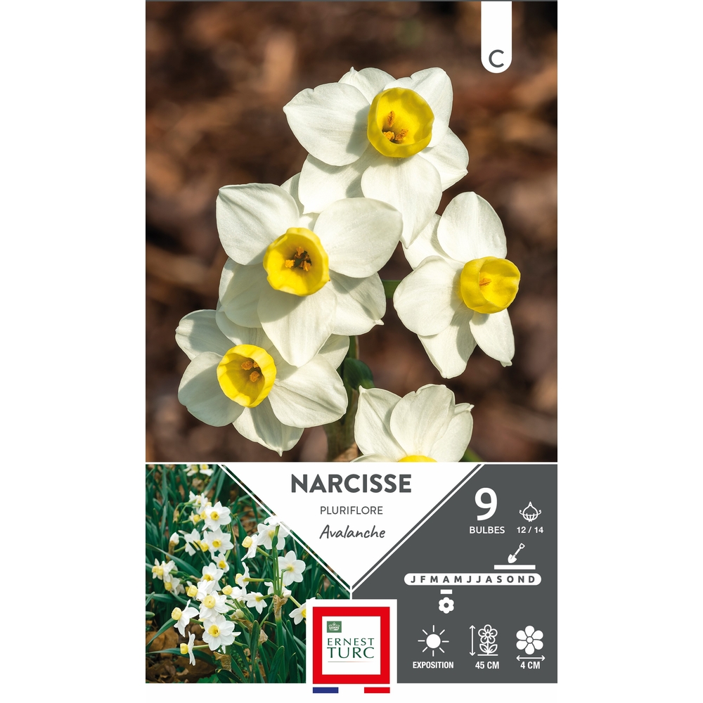 Narcisse pluriflore 'Avalanche', calibre 12/14 : x9 bulbes