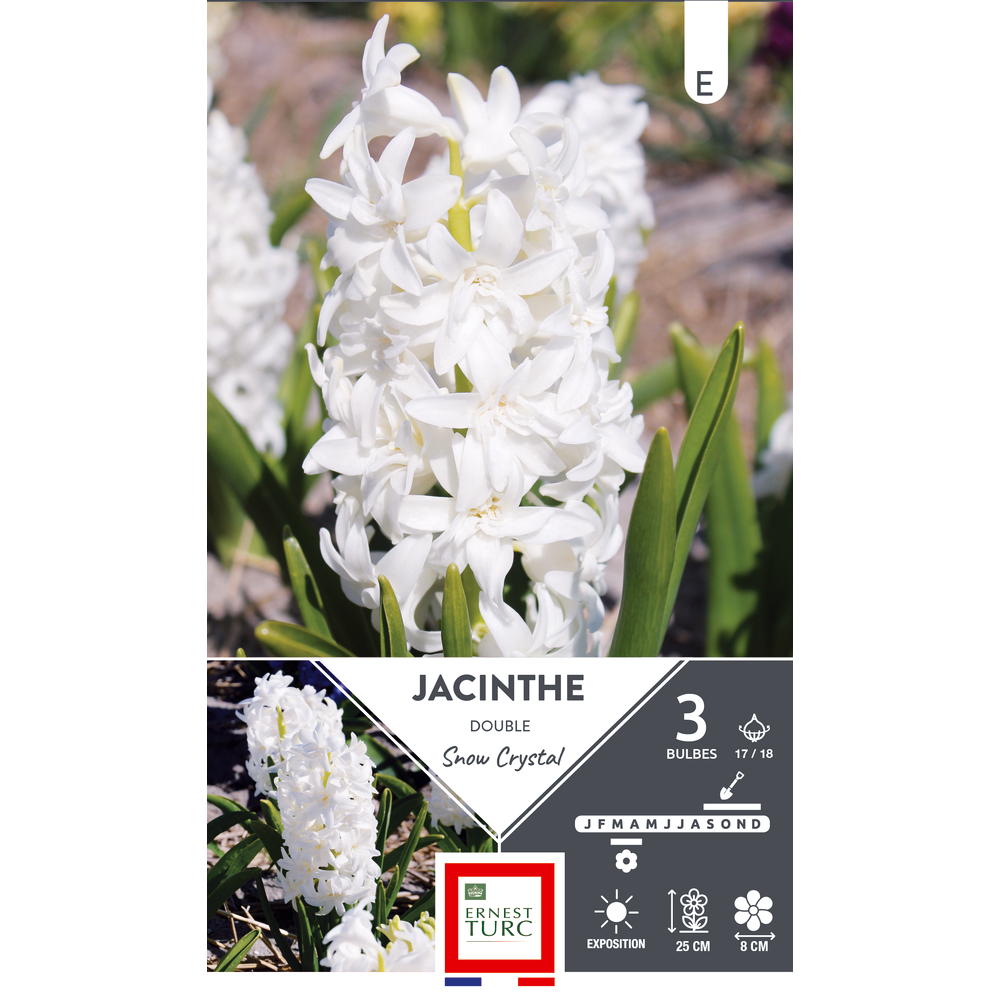 Bulbes de jacinthe 'Snow cristal' calibre 15/17 : x3