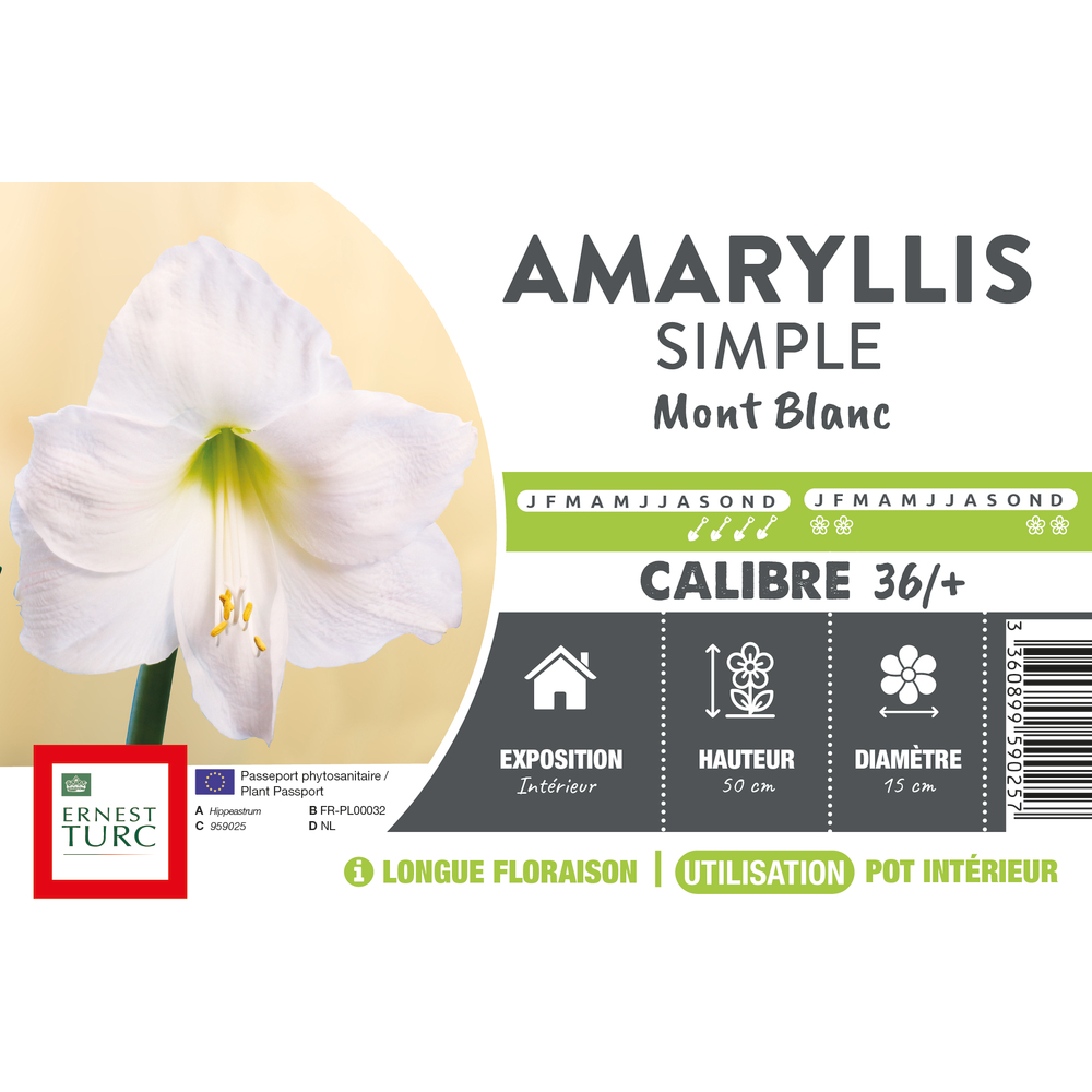 Amaryllis, vrac Mont blanc calibre 36/+