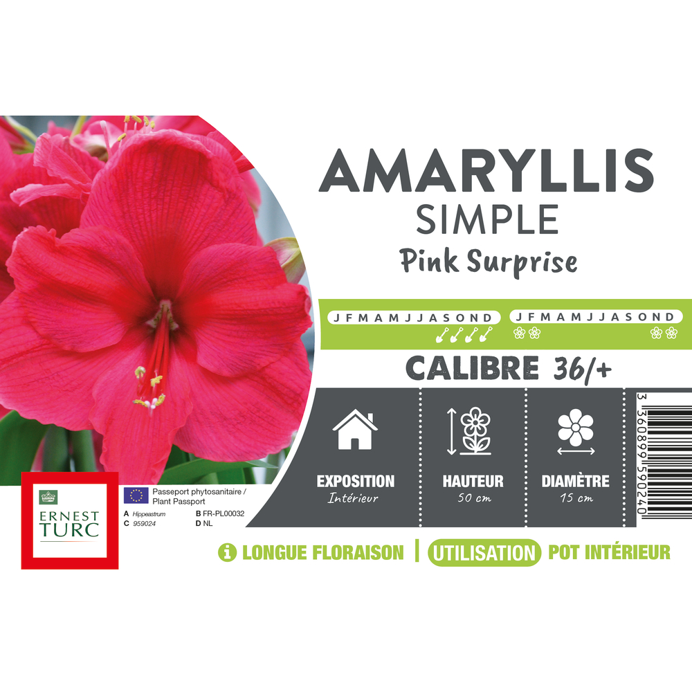 Amaryllis, vrac Pink surprise calibre 36/+