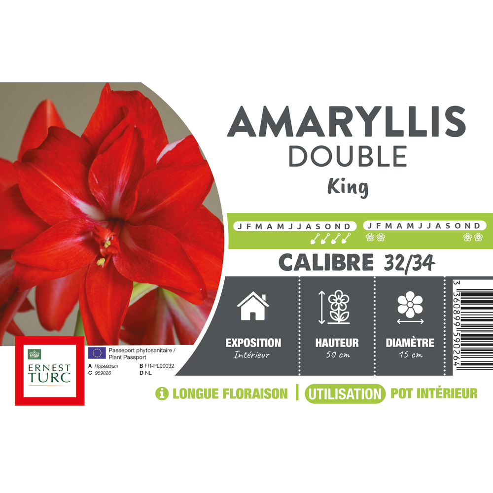 Amaryllis, vrac double King calibre 32/34