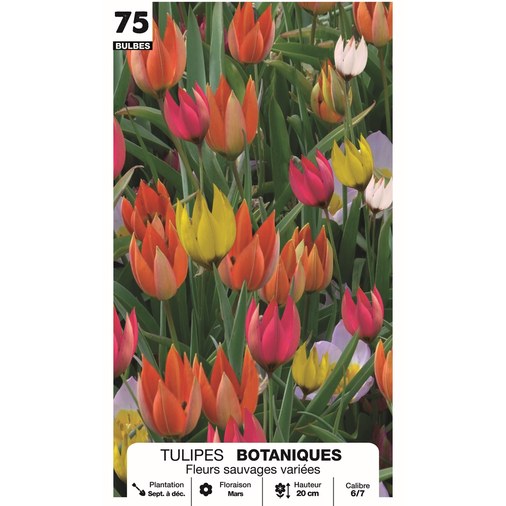 Tulipe botanique 'Fleur sauvage', calibre 6/7 : x75 bulbes assortis