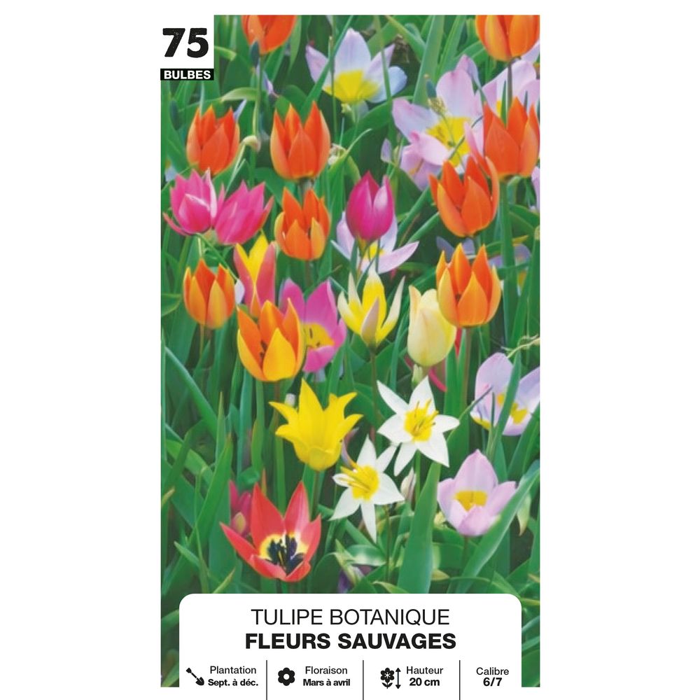 Tulipe botanique 'Fleur sauvage', calibre 6/7 : x75 bulbes assortis