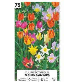 Tulipe botanique 'Fleur sauvage', calibre 6/7 : x75 bulbes assortis