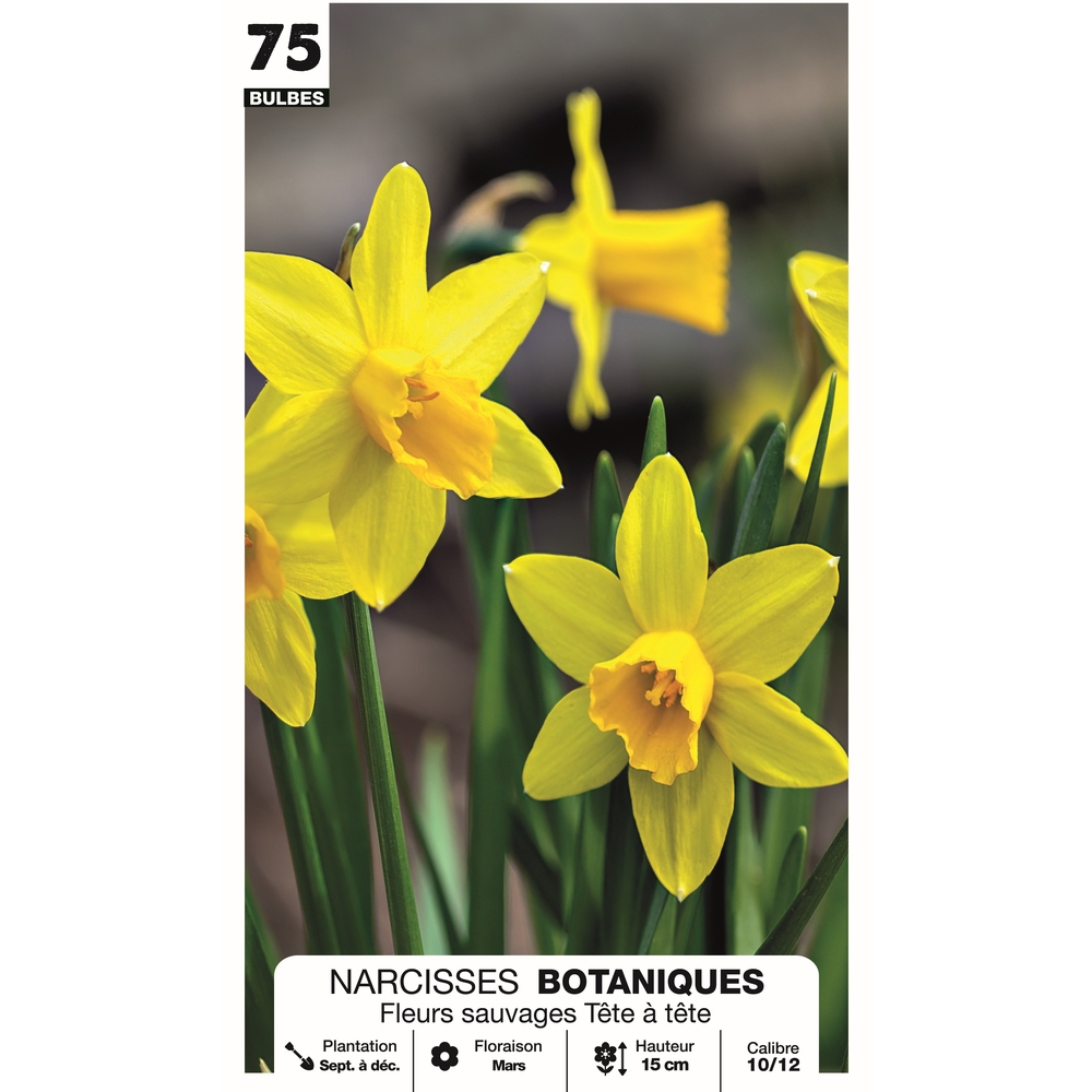 Narcisse 'Tête à tête Fleurs sauvages', calibre 10/12 : x75 bulbes