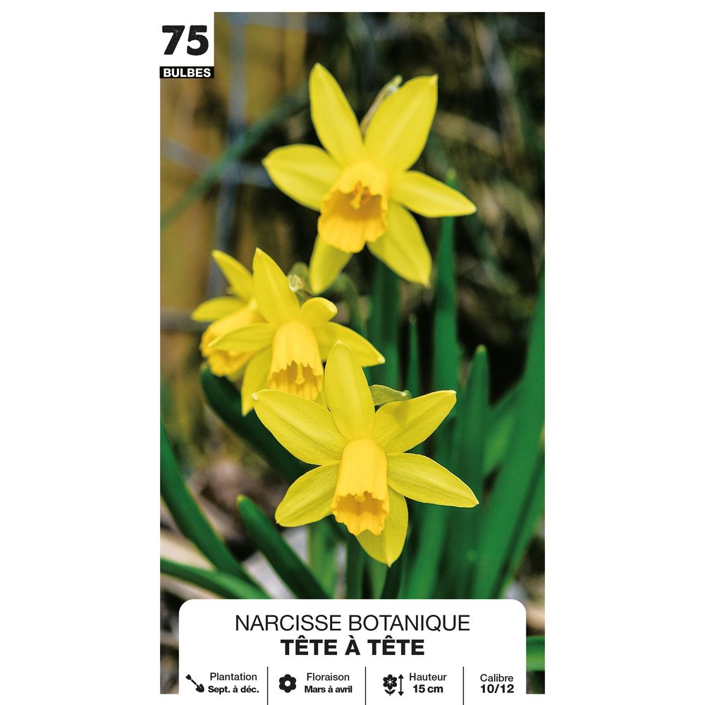 Narcisse 'Tête à tête Fleurs sauvages', calibre 10/12 : x75 bulbes