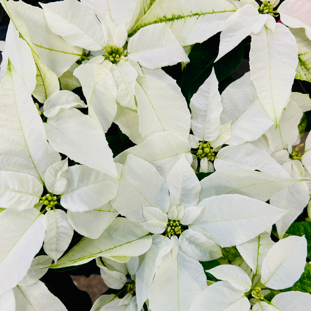 Poinsettia blanc - 3/4 Bractées - Pot D 10cm