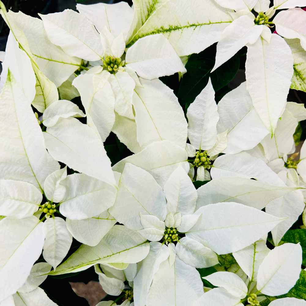Poinsettia blanc - 5/7 bractées - Pot D 17,5cm