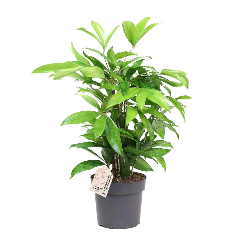 Dracaena surculosa - Pot D 17cm