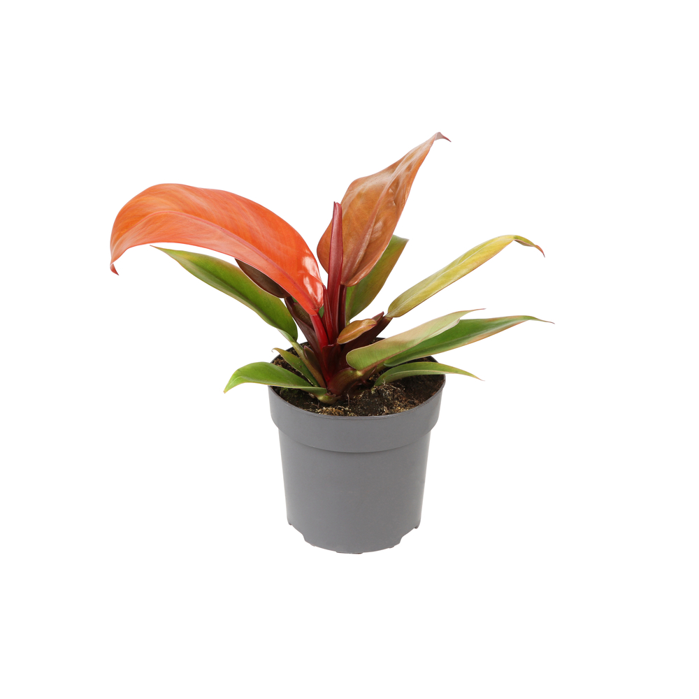 Philodendron 'Prince of Orange' - Pot D 11cm