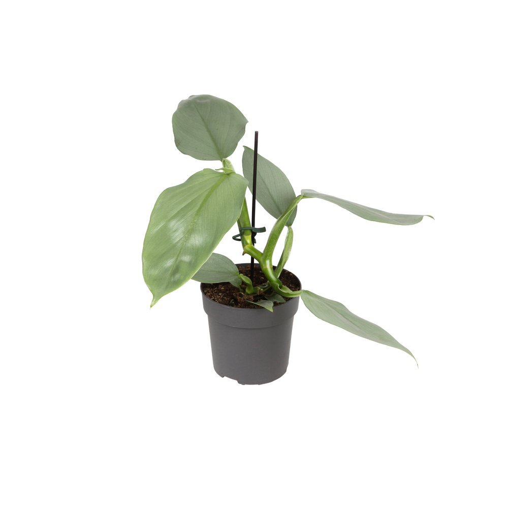 Philodendron 'Silver Sword' - Pot D 11cm