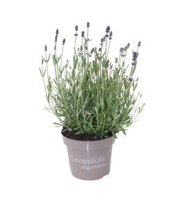 Lavande fleurie, coloris variables : pot D.13cm