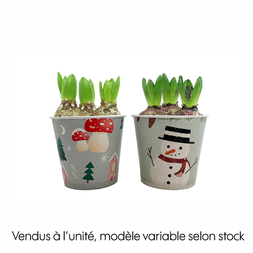 Jacinthe X3 Cup Déco Carton de Noël