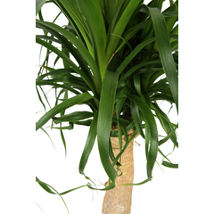 Beaucarnea tige - Pot D 24cm