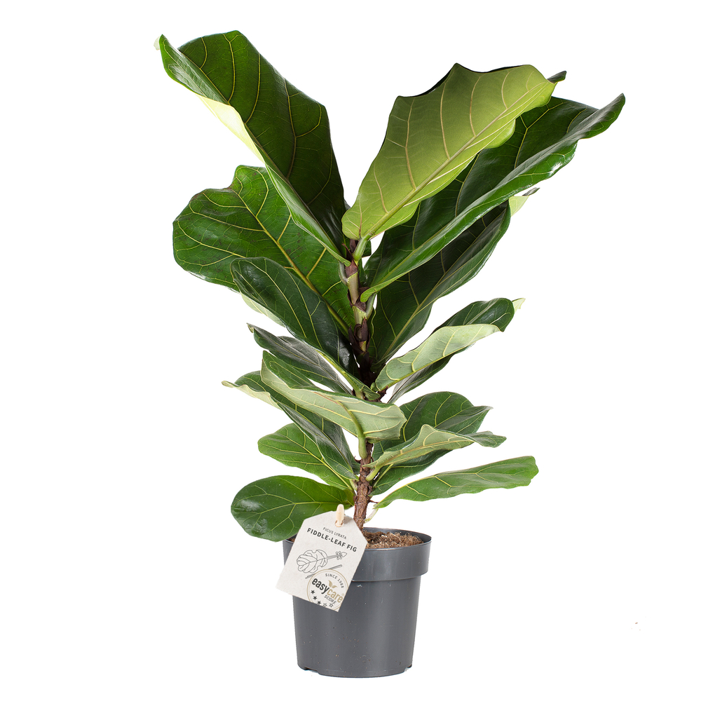 Ficus lyrata - Pot D 17cm
