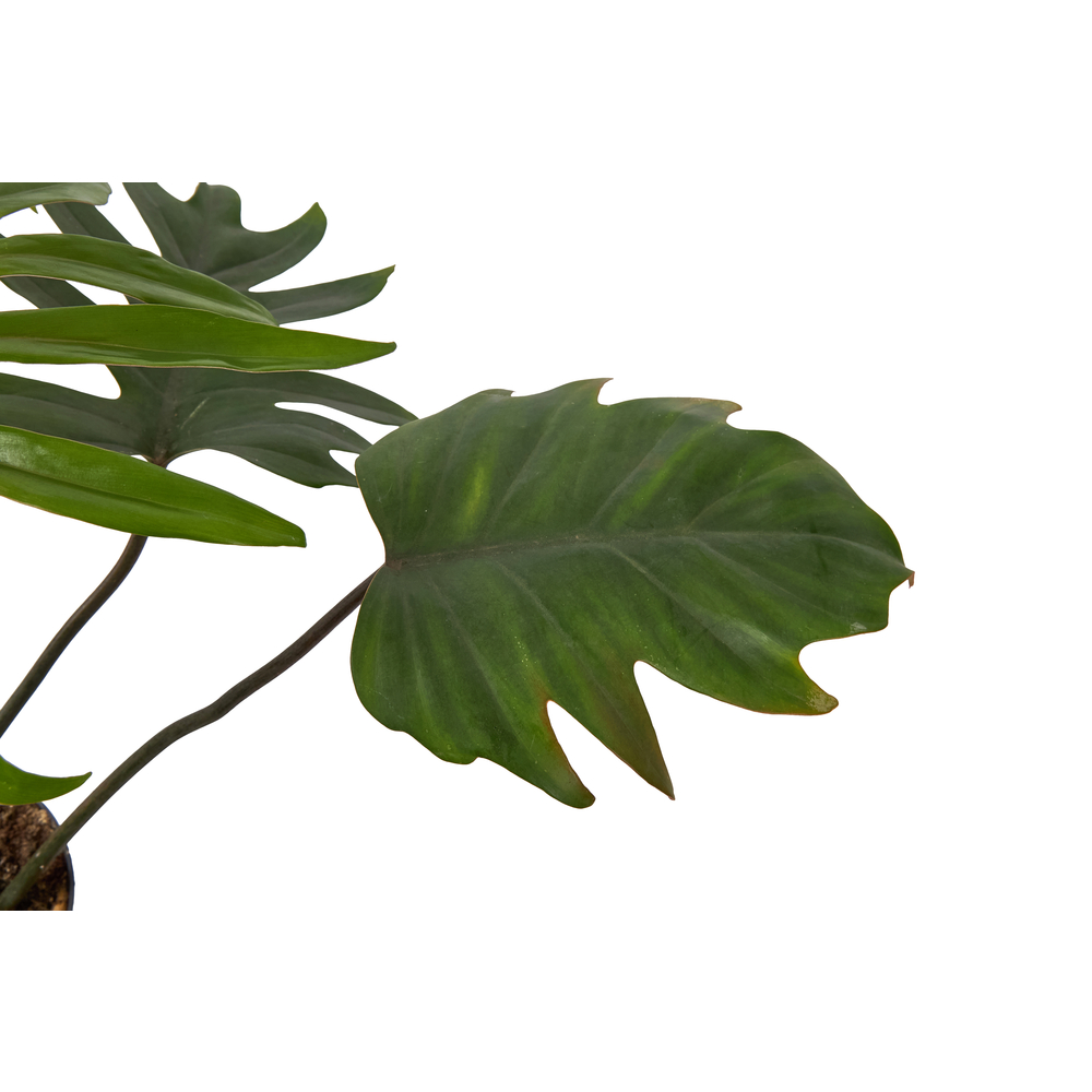 Philodendron 'Mayoi' - Pot D 12cm
