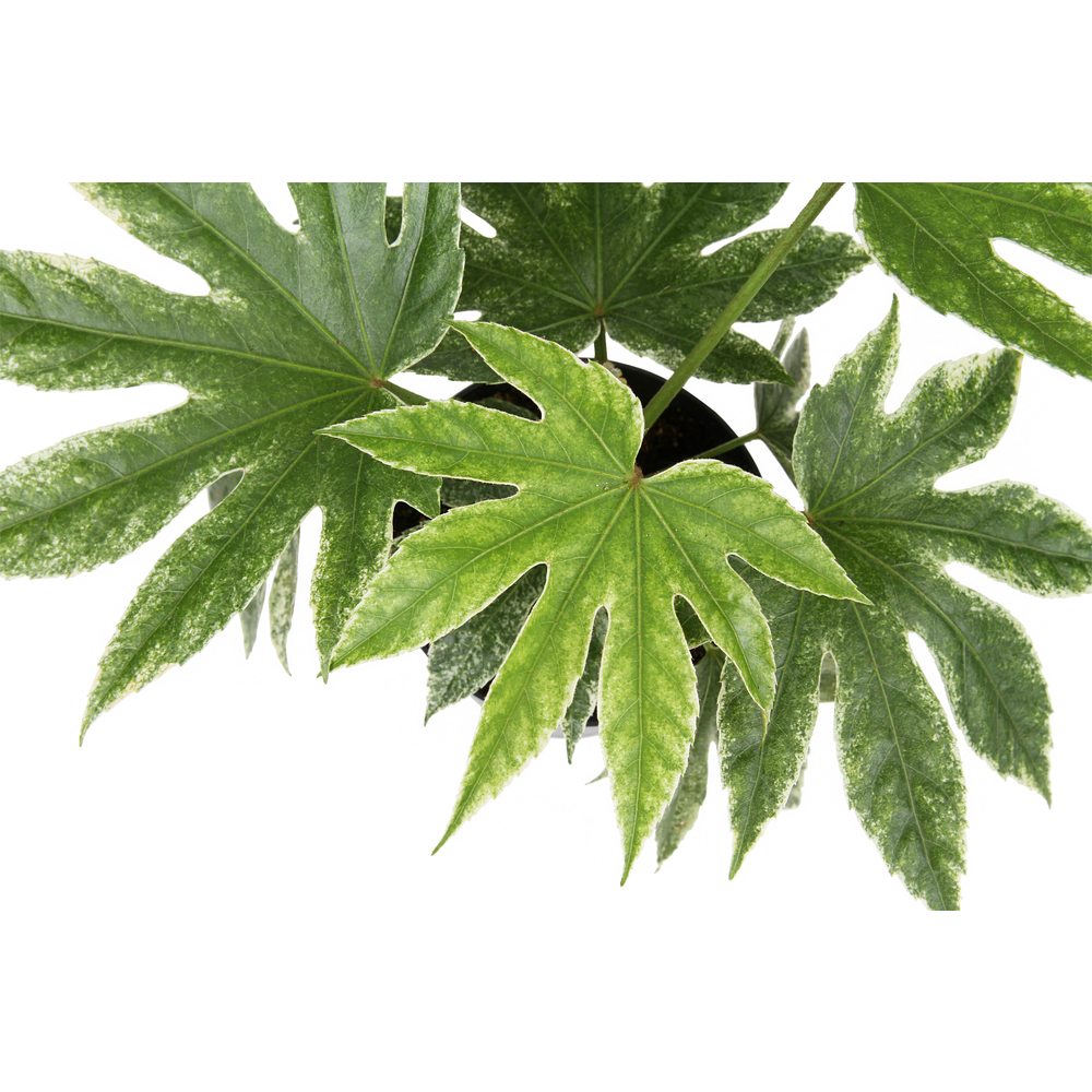 Fatsia japonica 'Variegata' - Pot D 12cm
