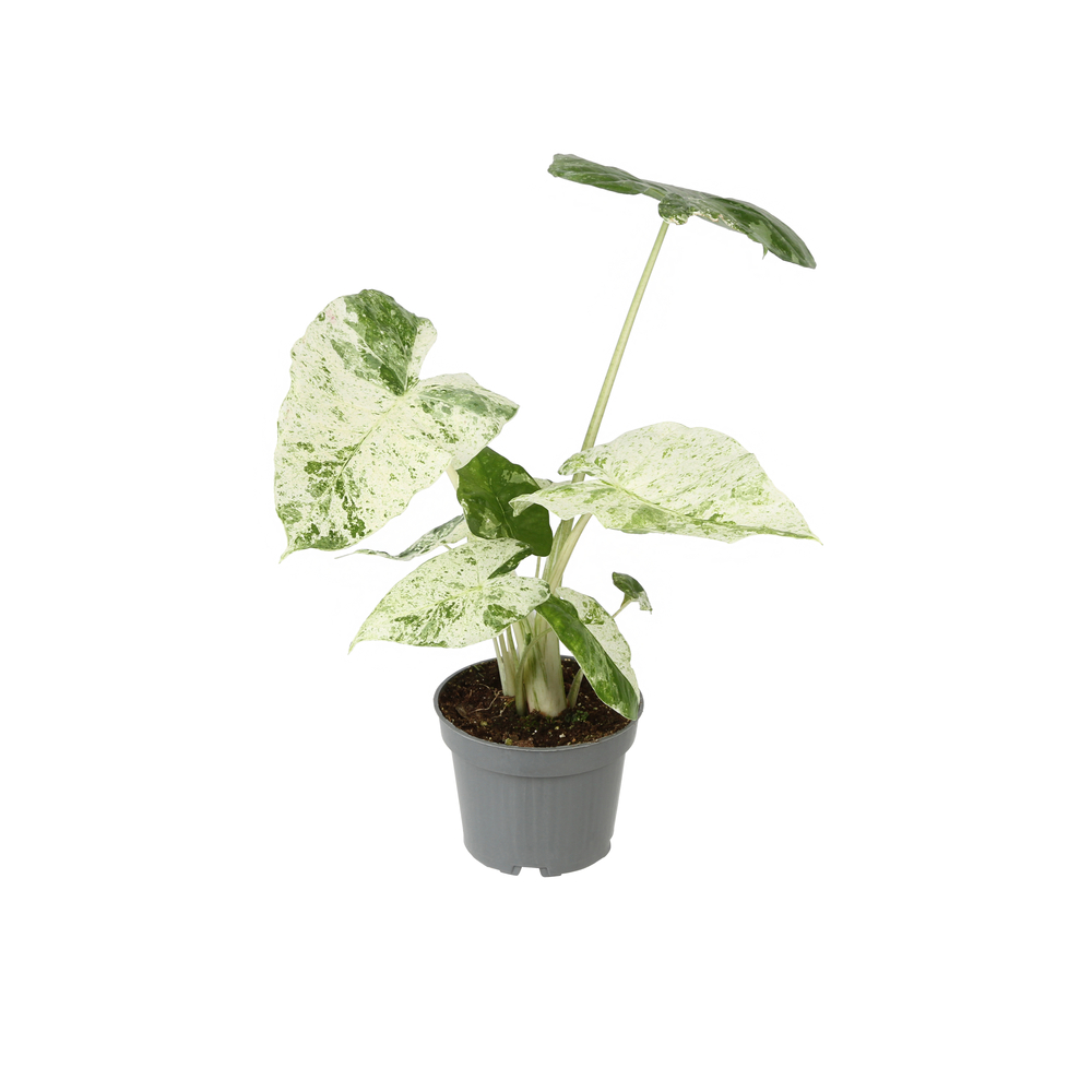 Alocasia 'Camouflage' - Pot D 12cm