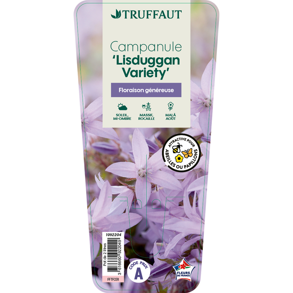Campanule 'Lisduggan Variety' : pot 2L