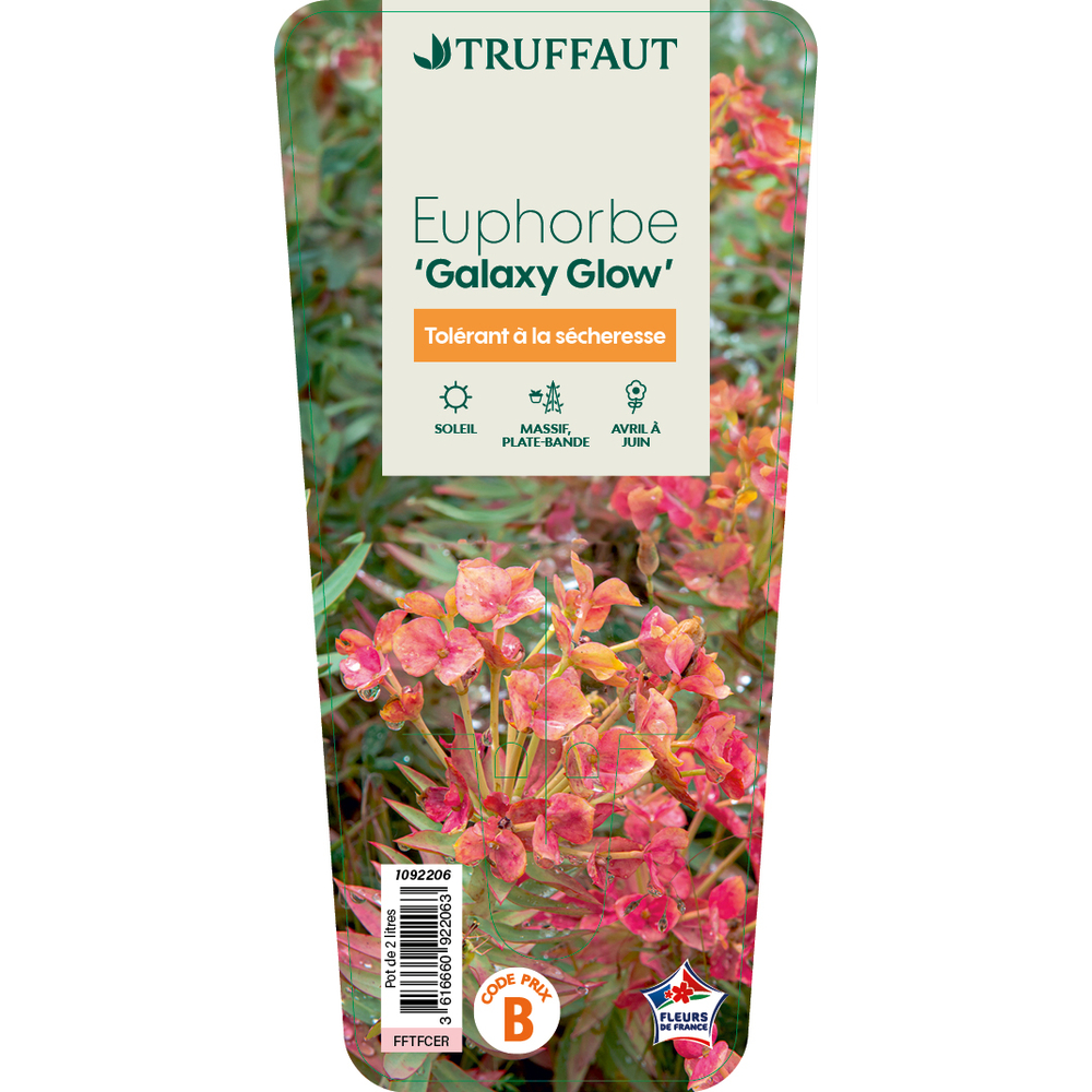 Euphorbe 'Galaxy Glow®' : pot 2L