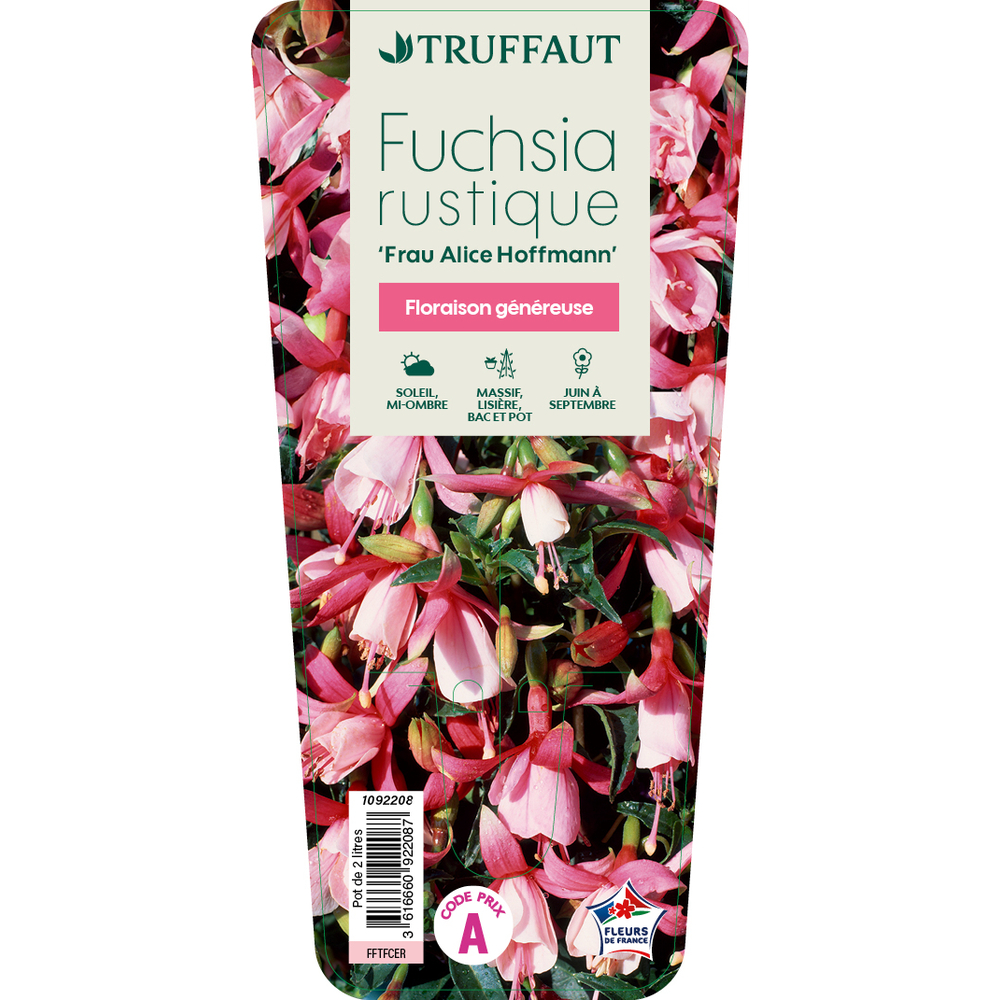 Fuchsia x 'Alice Hoffmann' : pot 2L