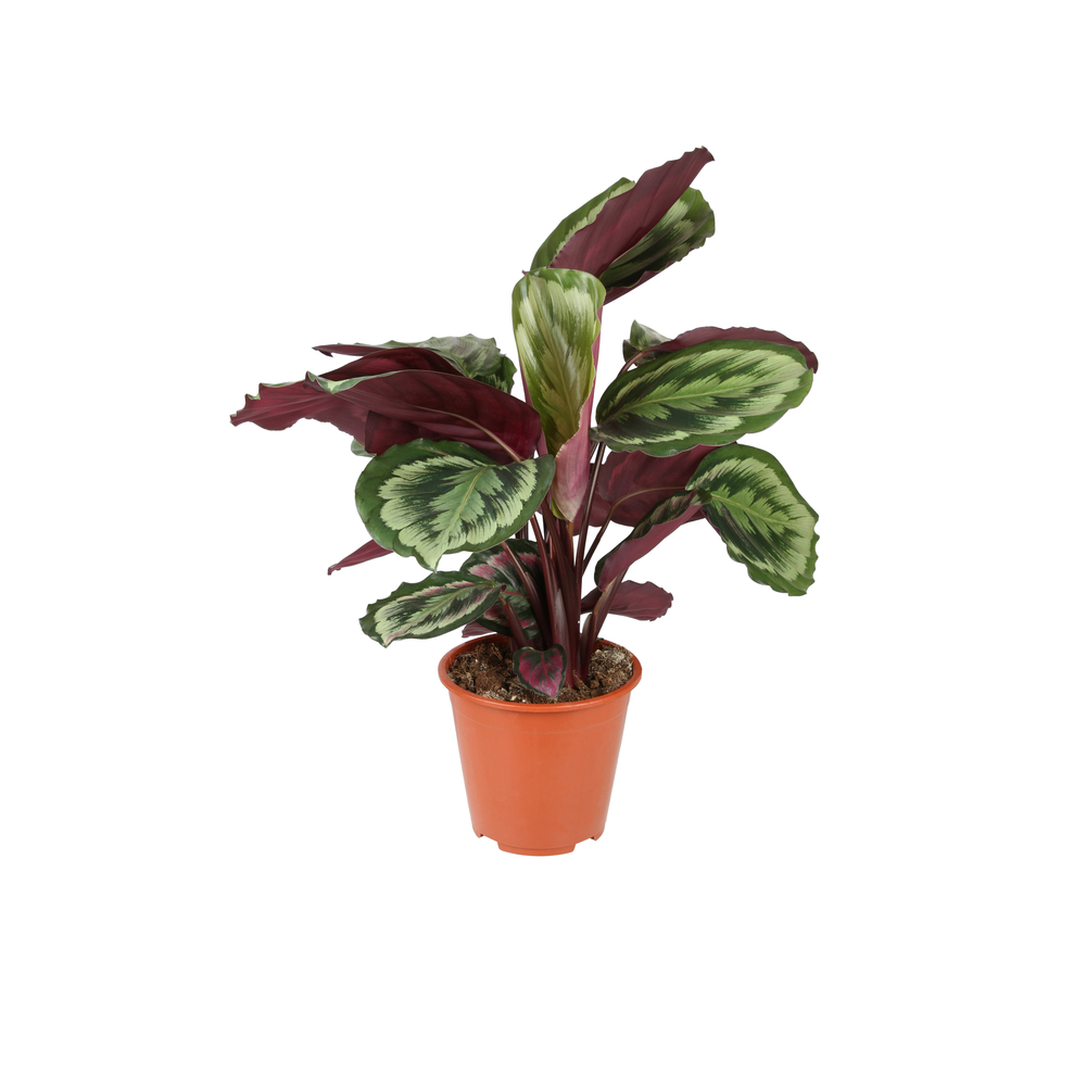 Calathea 'Misty' - Pot D 19cm | Truffaut