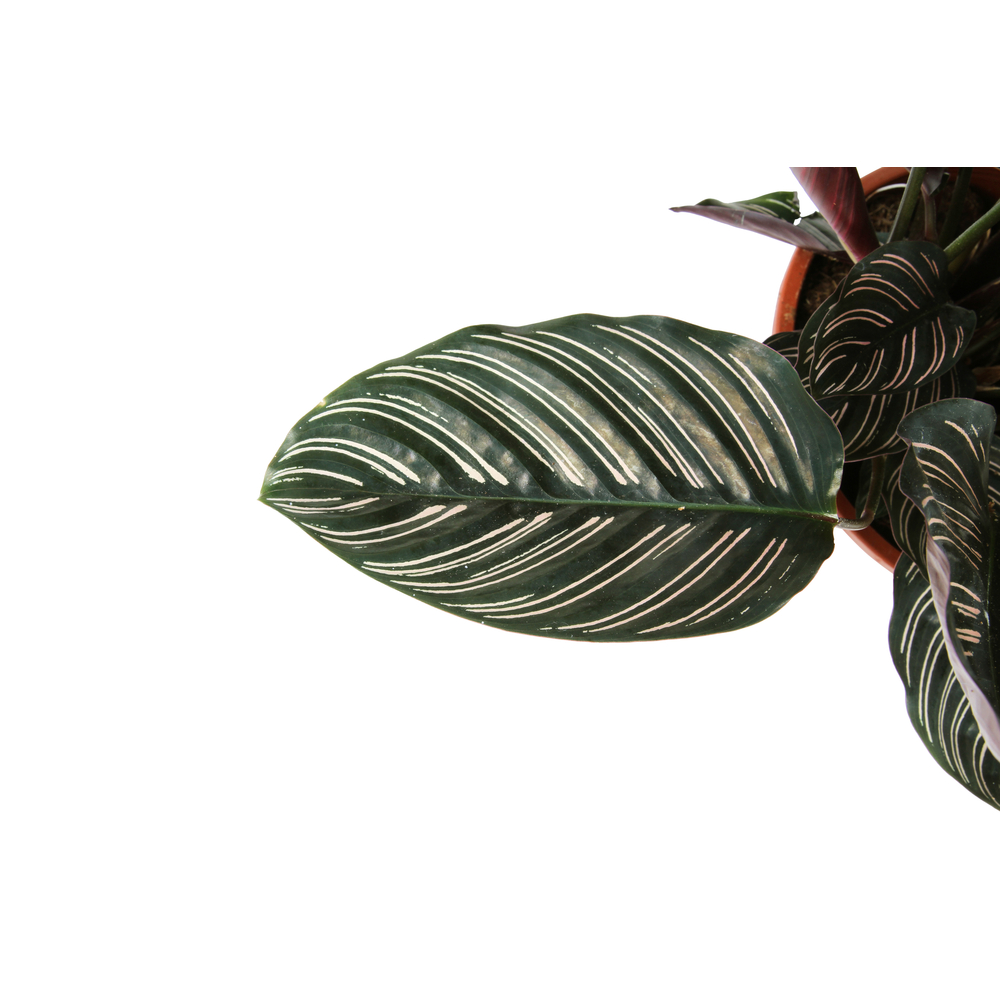 Calathea 'Ornata' - Pot D 19cm